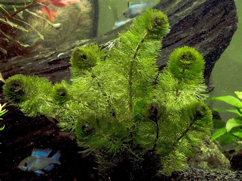 Aquarium Plants