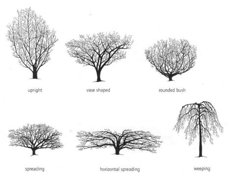 Which witch hazel should be in your yard? | Chicago Botanic Garden