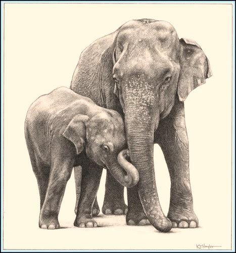 PENCIL DRAWING: How To Draw Elephant : Fine Art Pencil Drawing