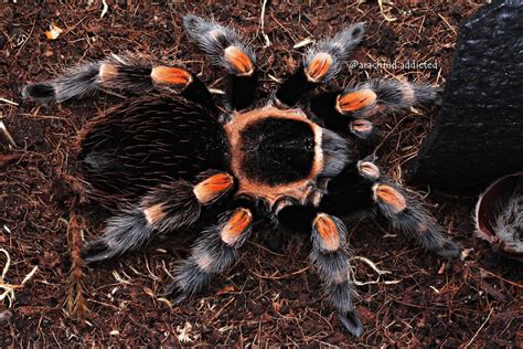 Brachypelma hamorii. | Arachnoboards