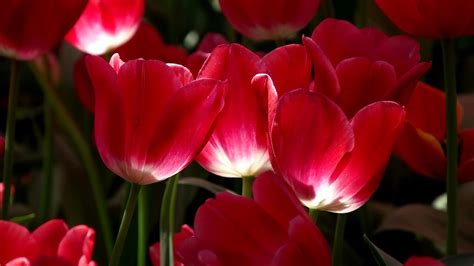 Tulips at Roozengaarde Display Garden, Skagit Valley 20150418 4K UHD ...