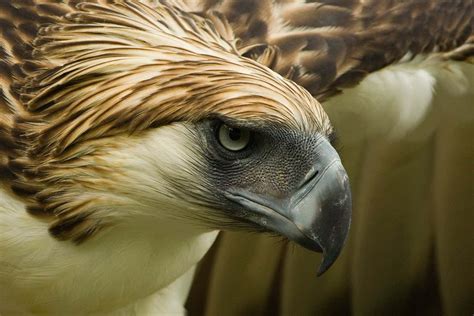 There may be just 800 of these endangered eagles are left in the wild ...