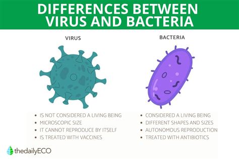 Virus Vs Bacteria - Differences & Similarities