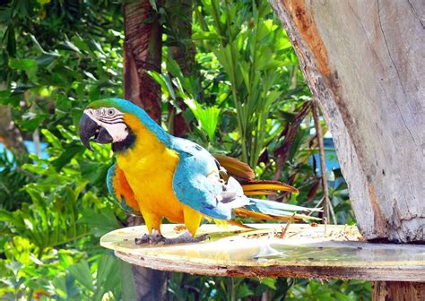 Parrot,colorful,bird,tropical,wild - free image from needpix.com