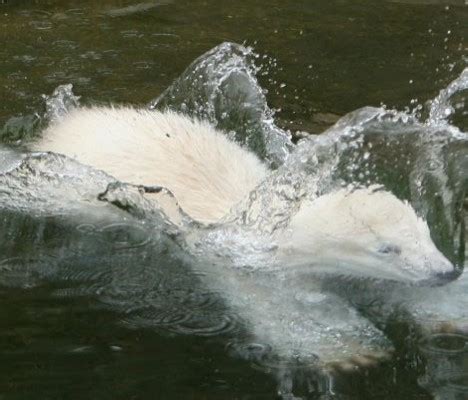 Move over Knut: Meet Flocke, the new polar bear cub superstar | Daily Mail Online