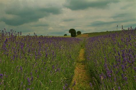 Hitchin lavender farm