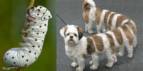 MYSTERY OF THE VENEZUELAN POODLE MOTH - HAVE YOU SEEN THIS INSECT ...