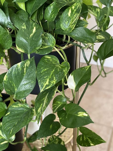 Golden Pothos Care | Your Guide to Growing Lush Pothos - AroidWiki