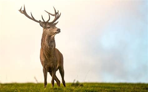 National Trust Walks Devon: 21 Best for Nature & Wildlife