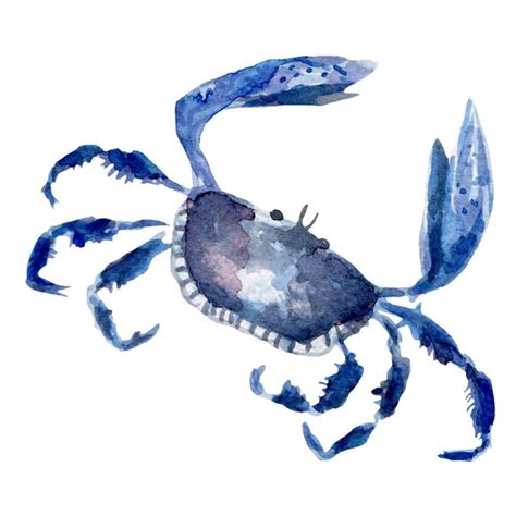 Blue Crab Watercolor Illustration Decoration Seafood Marine Life Concept Stock Photo by ...