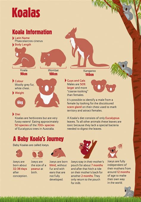 Australia Zoo on Sunshine Coast: Great Family Getaway in Queensland | Animal infographic, Zoo ...