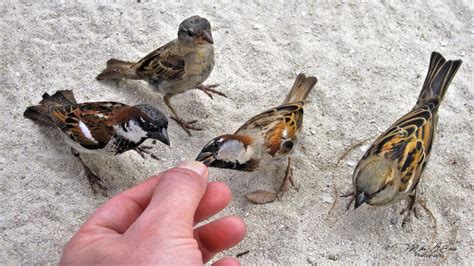 Everything you need to know about feeding wild birds