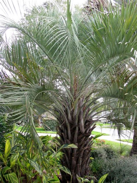 13 Cold Hardy Palm Trees | HGTV