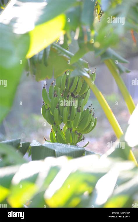 bananas, sweetly, green, iron, sugar, copper, bananas, magnesium, phosphorus Stock Photo - Alamy