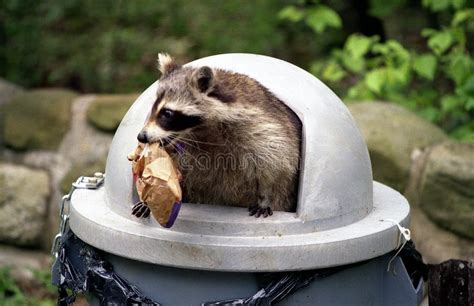 Raccoon Raiding Trash Can Stock Photos - Free & Royalty-Free Stock Photos from Dreamstime