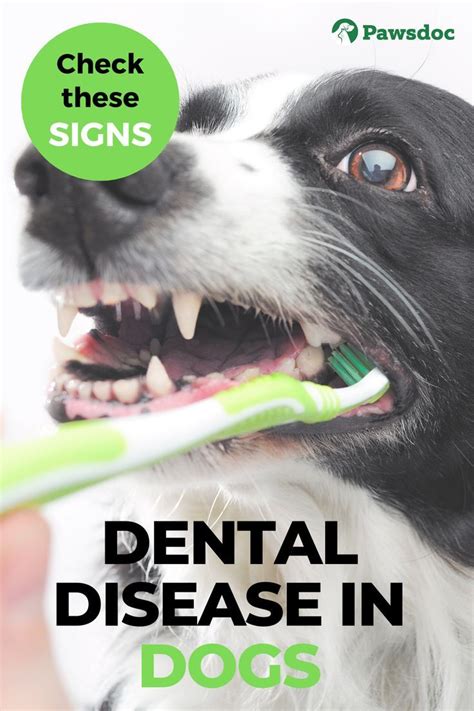 Dog Dental Health - Dog Dental Disease - Causes and Symptoms | Dog dental disease, Dog dental ...