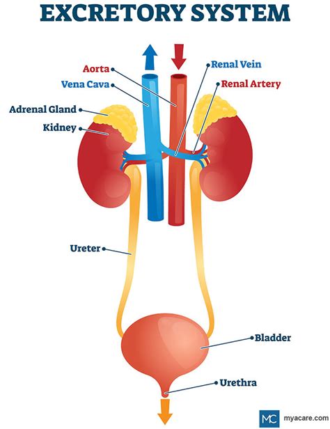 Excretory System Functions