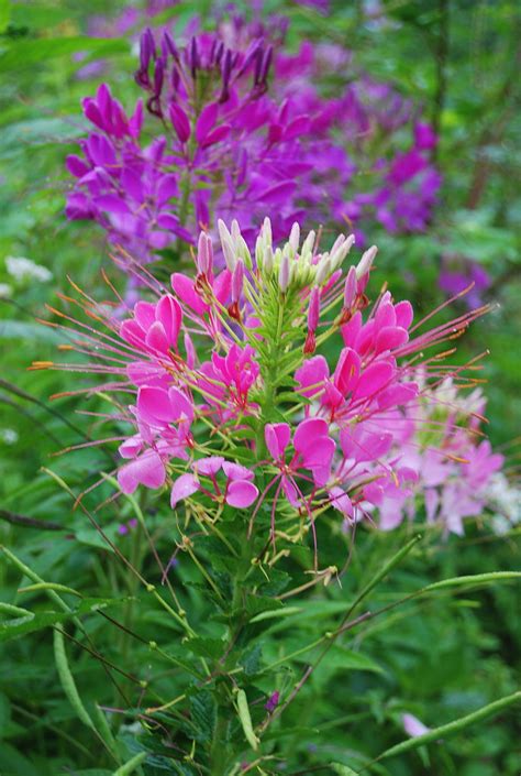 Cat's whiskers flowers 2 | in the cutting garden at the John… | Flickr