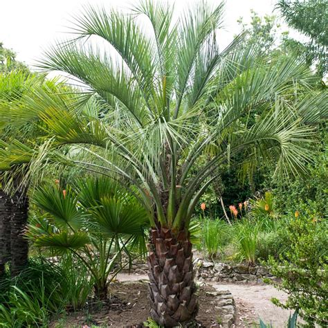 Pindo Palms for Sale | BrighterBlooms.com