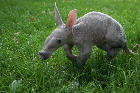 Baby Aardvarks