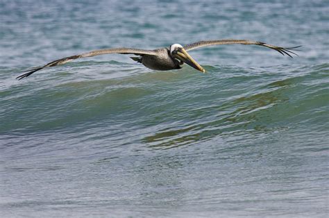 Bird In Everything: Shore Birds Photos