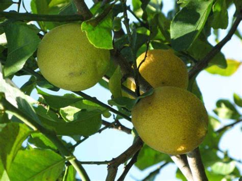 Rangpur Lime Tree — Just Fruits and Exotics