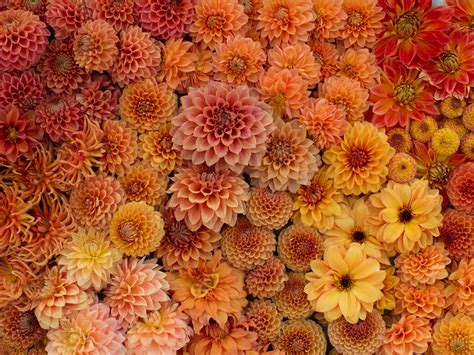 Dahlias - Floret Flowers