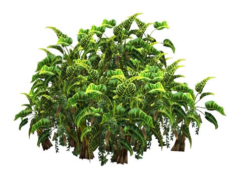 Tropical Plant stock tube PNG by digitaltwist on DeviantArt