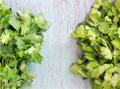 Cilantro vs Parsley | Organic Facts