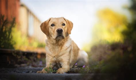 1920x1200 Labrador Retriever Hd 1080P Resolution ,HD 4k Wallpapers,Images,Backgrounds,Photos and ...