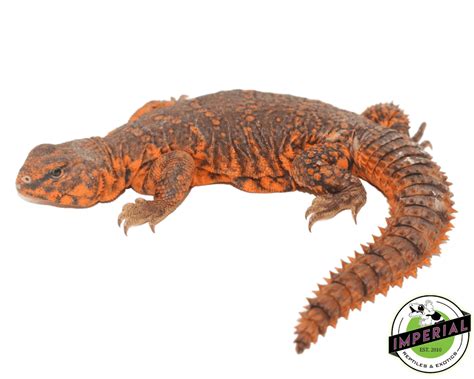 Red Nigerian Uromastyx For Sale - Imperial Reptiles – IMPERIAL REPTILES ...