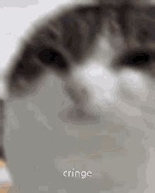 Cat Cringe Cat GIF - Cat Cringe Cat Zoom - Discover & Share GIFs