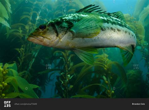 Kelp Bass (Paralabrax clathratus) swimming through Giant Kelp stock ...