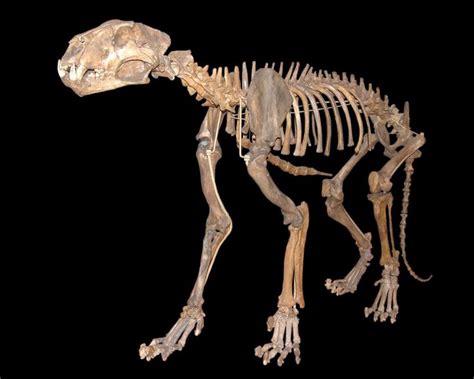 Fossil European/Eurasian Cave Lion (Panthera leo spelaea or possibly as its own species ...