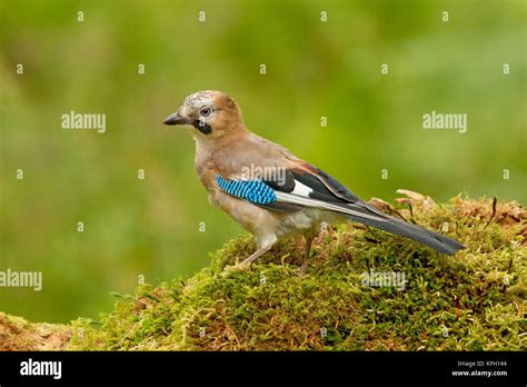 Eurasian Nuthatch Stock Photo - Alamy