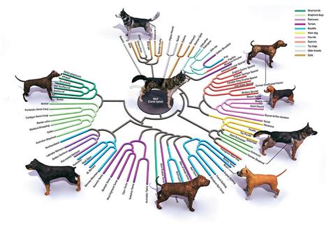 Evolution Of Dog Breeds Photograph by Jose Antonio Penas/science Photo Library - Fine Art America