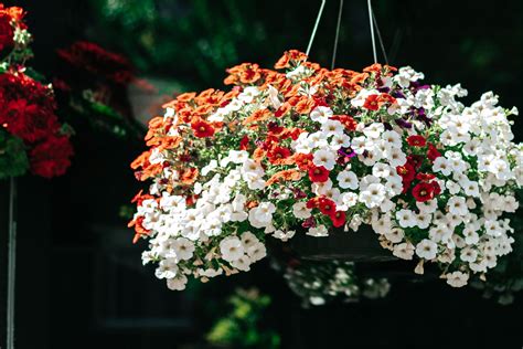 The Best Colorful Plants for Hanging Baskets