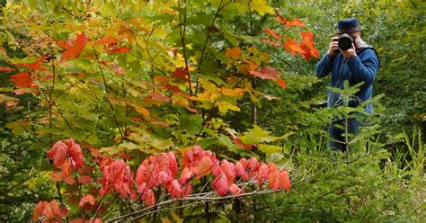 Tips for fall foliage photography