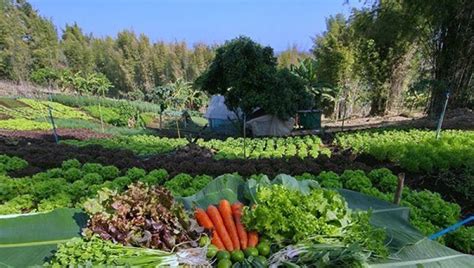 Viewpoint: Organic or conventional produce? Doesn't matter—just eat ...