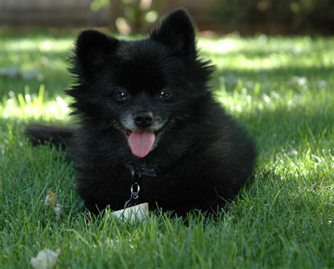 Pomeranian Dog : Temperament, Exercise and Grooming – InspirationSeek.com