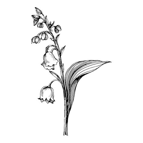 Premium AI Image | Lily of the valley by hand drawing Maylily floral ...