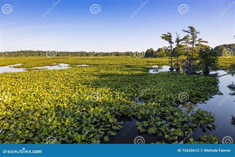 Reelfoot Lake stock photo. Image of skyline, clear, morning - 72626612