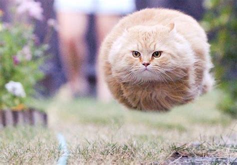 New Breed of Hover Cat Discovered | A Forever Thing