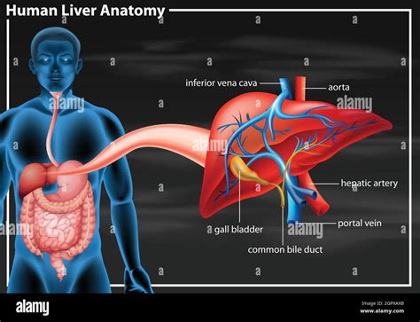 Human liver anatomy diagram Stock Vector Image & Art - Alamy