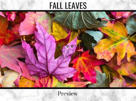 Fall Leaves Zoom Background 4 Virtual Backgrounds for Video | Etsy