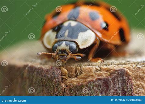 Macro Close Up Shot of a Ladybird / Ladybug in the Garden, Photo Taken in the UK Stock Photo ...