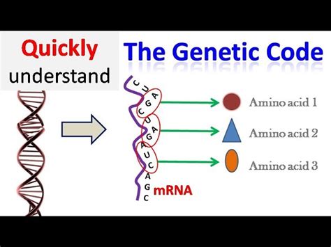 Tradicion Anémona de mar Dispersión genetic code ppt azúcar orientación Me gusta