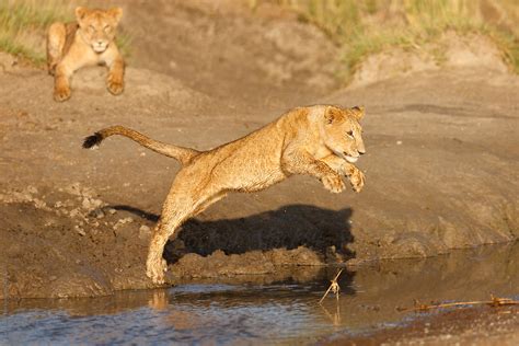 Lion Jumping by Paul Tessier - Lion, Africa - Stocksy United