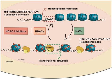 Cancers | Free Full-Text | HDAC Inhibitors in Acute Myeloid Leukemia