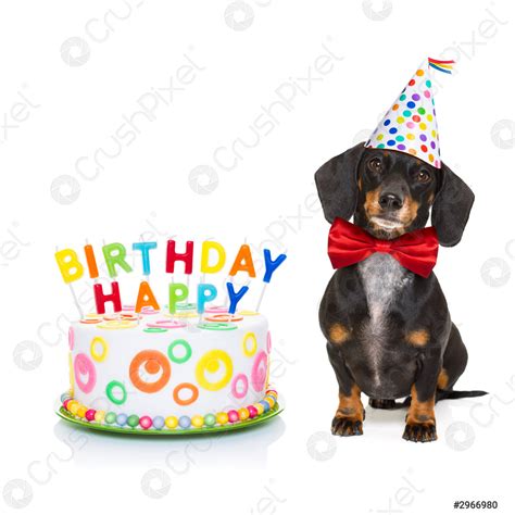 Happy birthday dog - stock photo 2966980 | Crushpixel